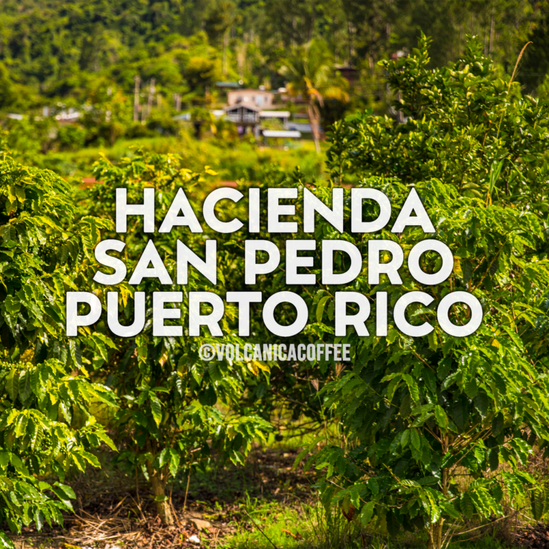 Puerto Rico Coffee from Volcanica Coffee